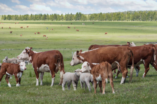 Le Pays Barrois et le Réseau Rural Grand Est organisent un LEADER Tour