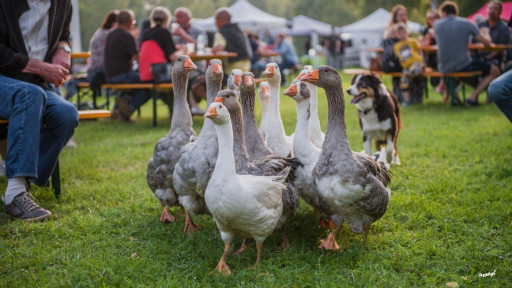L’AMEM organise un marché nocturne à Saint-Quirin