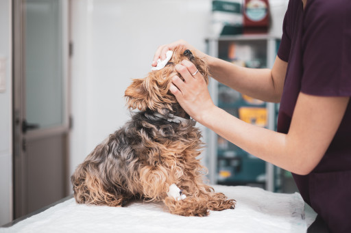 Ani’Smile pour la garde et le bien-être animaliers