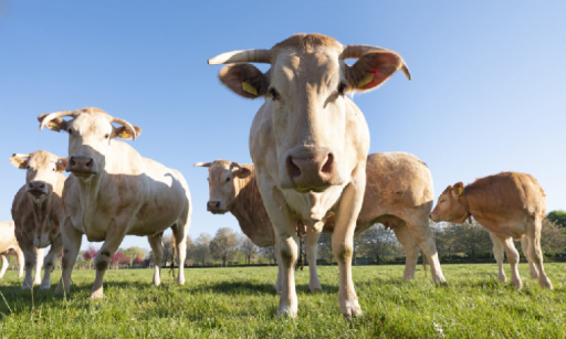 Sécheresse : les éleveurs de la filière bovine plongés dans l’incertitude