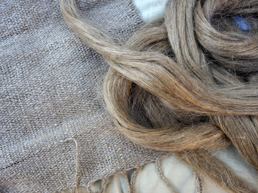 Lin et chanvre en Hauts-de-France : une journée dédiée à la filière