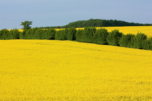 Les haies, un patrimoine naturel particulièrement protégé