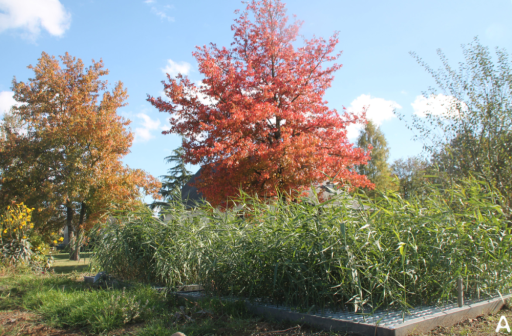Rue : Tellier Paysage se lance dans l’assainissement par phytoépuration