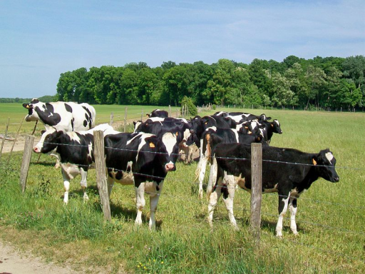 Meuse : Les éleveurs laitiers s’attendent à une pénurie de lait cet automne et cet hiver