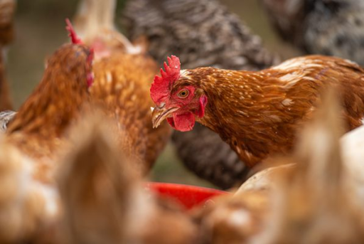 Grippe aviaire : 70 000 cas détectés dans un élevage à Bislée