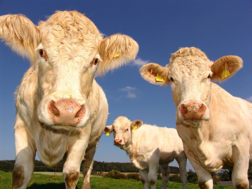 Le salon Agrimax s'anime