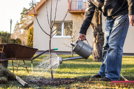 Le département propose une aide financière pour encourager les habitants à planter des arbres fruitiers