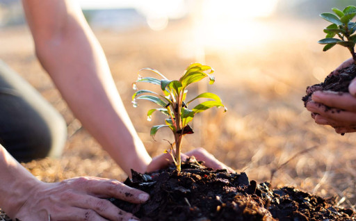 Hauts-de-France : la Région reconduit son plan Arbres pour favoriser la biodiversité