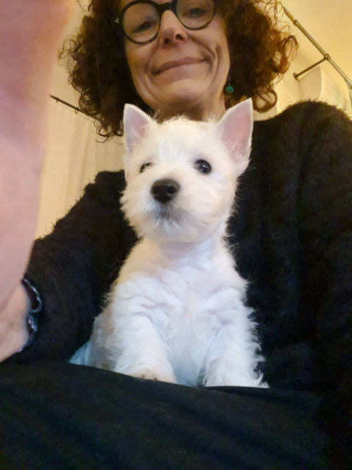 Amiens : CD Toilettage prend soin des animaux de compagnie