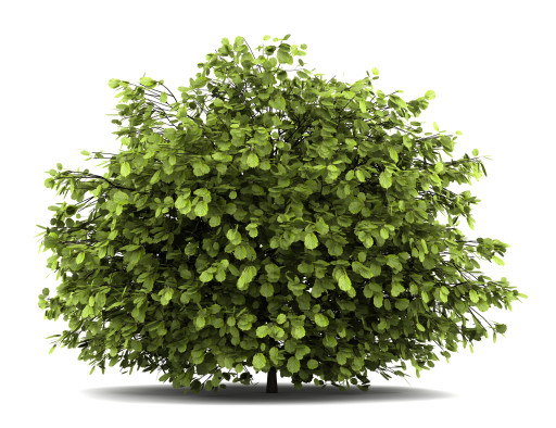 Vif succès pour le Plan Arbres de la Région