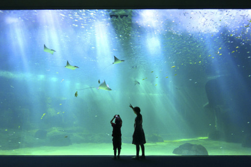 Nausicaa : 17 M€ de financements européens pour le projet d'extension