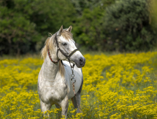 À Gouvieux, une unité de méthanisation traitant du fumier de cheval devrait voir le jour