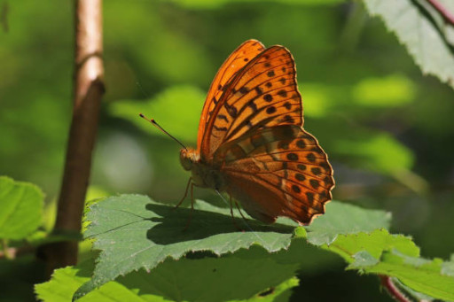 Les Semaines de la Biodiversité essaiment en Moselle