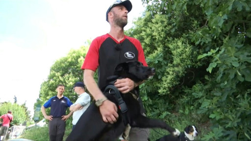 Ames blessées, militaires et chiens s'adoptent pour renouer avec la vie