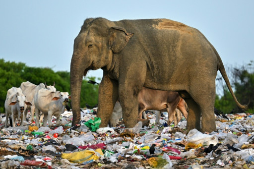 Au Sri Lanka, le problème éléphantesque des déchets plastiques
