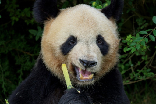 Le panda star Yuan Meng quitte la France sous les applaudissements