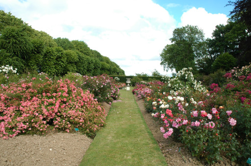 À la découverte de la roseraie privée la plus importante de Normandie