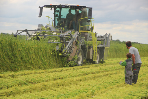 Chanvre textile : première récolte dans l'Oise