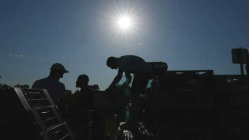 Casquettes, crème solaire... vendange "torride" dans le Bordelais