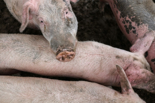 "Victoire" pour les producteurs français de porc qui peuvent exporter vers l'Australie