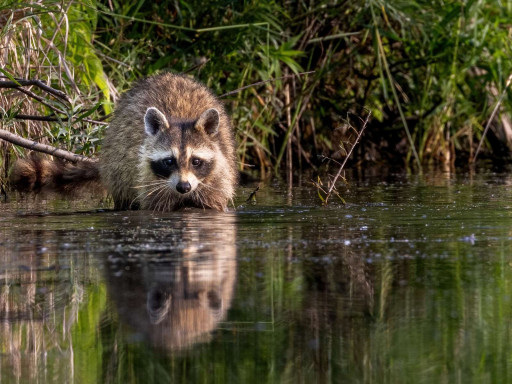 La Chambre d'agriculture de l'Aisne lance un nouvel outil pour signaler les dégâts de la faune sauvage