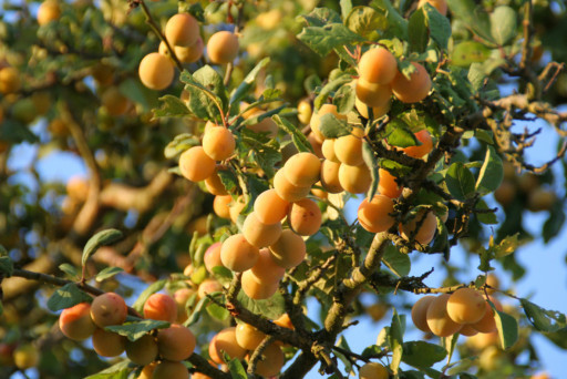Mirabelles : 5 000 tonnes en vue...