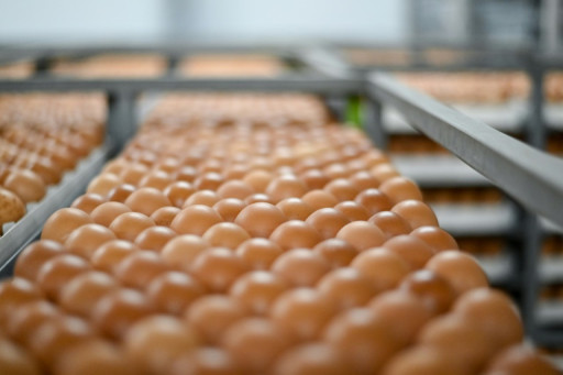 Dans les couvoirs français, fini l'"aberration" du broyage des poussins mâles