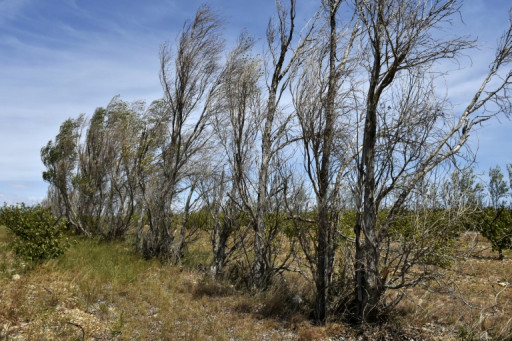 Le gouvernement présente un "pacte" pour planter 50.000 km de nouvelles haies d'ici 2030