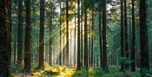 Protection de la biodiversité et gestion durable des forêts : la feuille de route du gouvernement
