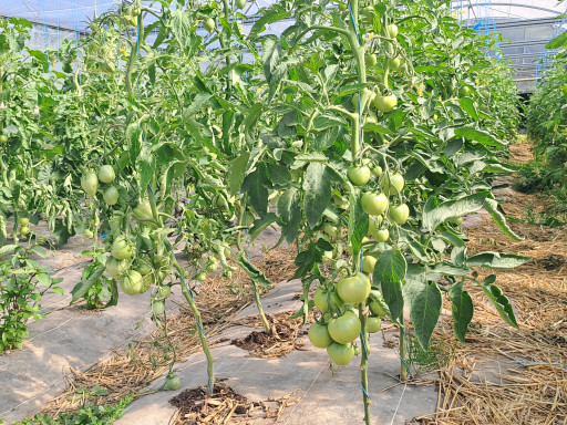 À Lagny, des paniers bio pour les personnes défavorisées