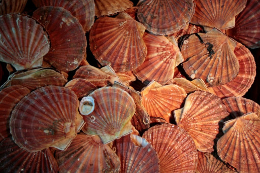 Abondance record pour la coquille Saint-Jacques en baie de Saint-Brieuc