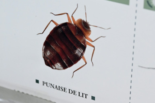 Punaises de lit: les Français gagnés par une inquiétude virale