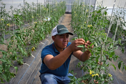 Au Guatemala, l'agriculture comme alternative à l'exode migratoire