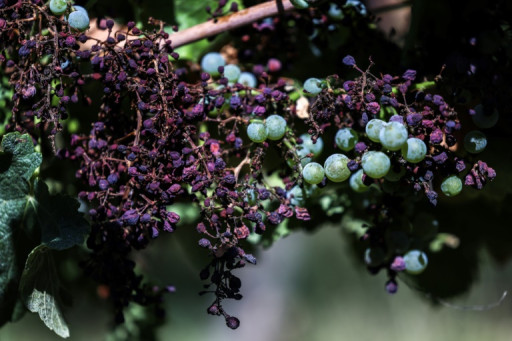 Entre gel, mildiou ou sécheresses, la production mondiale de vin au plus bas depuis 1961
