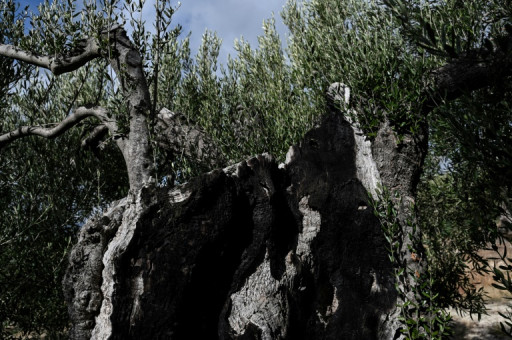 "Nous n'avons plus d'hiver": en Grèce, l'olive se fait rare