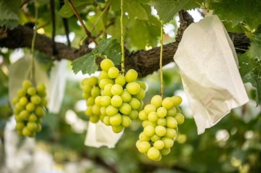 Les raisins de la colère: le Japon peine à protéger ses fruits de copies chinoises