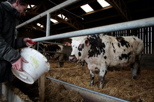 L'élevage produit 12% des émissions humaines de gaz à effet de serre, selon la FAO