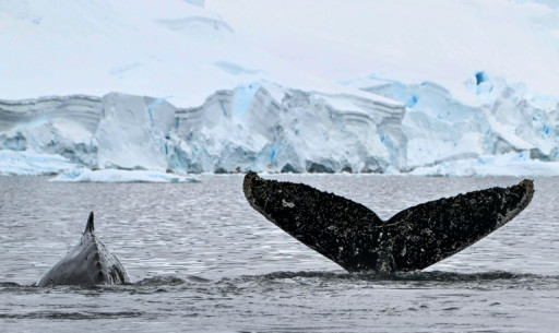L'Antarctique menacé à son tour par les microplastiques
