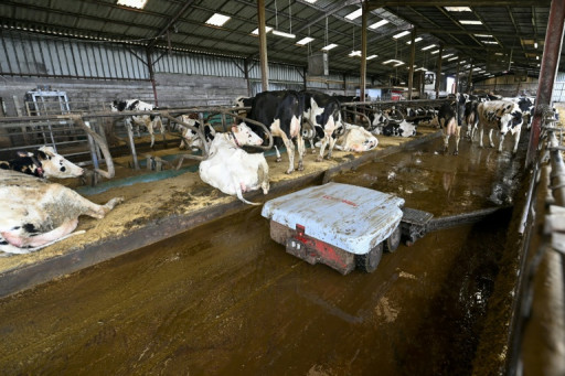 La micro-méthanisation, un moyen de "diversification" pour les éleveurs laitiers