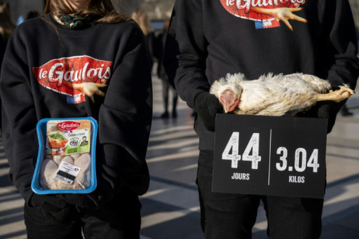 Conditions d'élevage: l'association L214 assignée en référé par le groupe LDC (Le Gaulois)