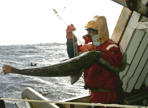 Captures de dauphins: la pêcherie des Kerguelen en modèle?