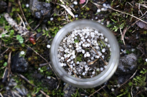 Dans la campagne belge, l'insidieuse pollution des granulés plastiques