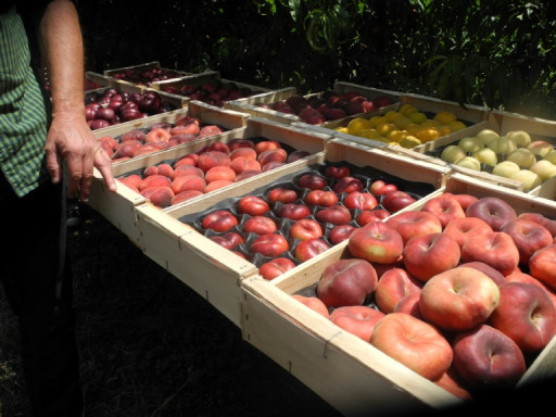 Pesticides: des "polluants éternels" toujours plus présents dans les fruits et légumes en Europe