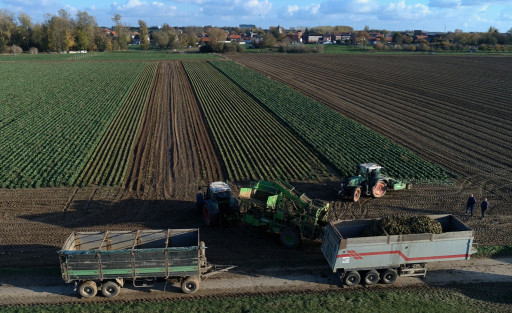 « Nous sommes le premier producteur mondial d'endives »