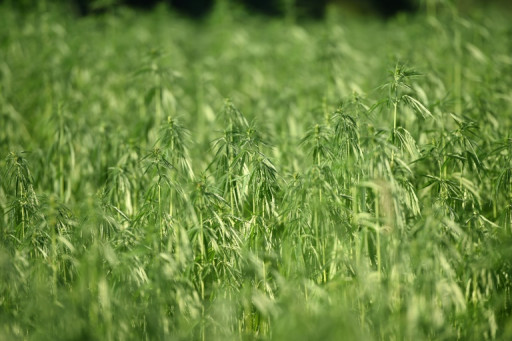 Chanvre: l'agriculture à la rescousse de la décarbonation de la construction