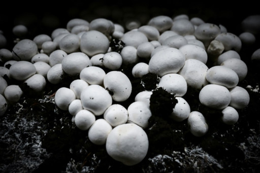 Bio ou innovant, le champignon origine France se réinvente