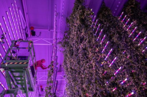 En Espagne, du houblon high-tech pour préserver la bière du changement climatique