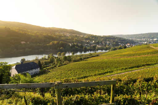 La jeune AOC Vins de Moselle entre discrétion et fierté affichées