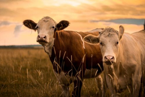 Le Beauvaisis organise son premier Salon de l’agriculture