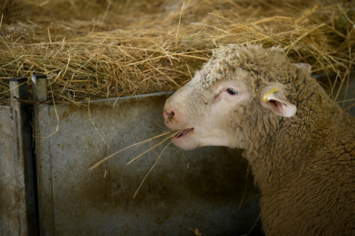 Inquiétude après la détection en France d'un nouveau type de fièvre catarrhale ovine